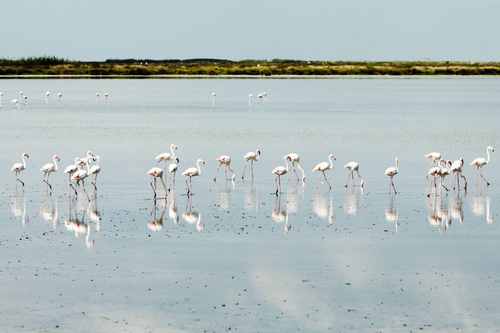 Un grupo de 11 países presionan para que se apruebe la ley de biodiversidad europea por miedo a que descarrile