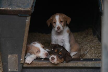 Cachorros de podenco con 40 días del cazador Francisco Berral.
