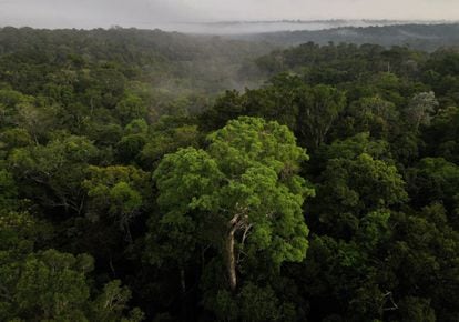 Vista aérea de la selva amazónica en Manaos (Brasil).