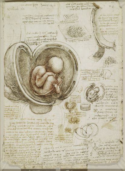 El feto en el útero, otro dibujo más de Leonardo Da Vinci realizado en 1511, ocho años antes de su muerte.