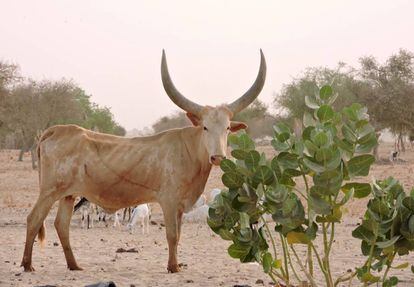 Los kuris, también llamados buduma, dongolé o kuburi, son una raza bovina africana originaria de la cuenca del Lago Chad. Su rasgo distintivo son los grandes cuernos, de hasta un metro, y los machos llegan a pesar 1,1 toneladas. Se usan para obtener carne y leche principalmente, y no tienen problemas en cruzar las aguas del lago.