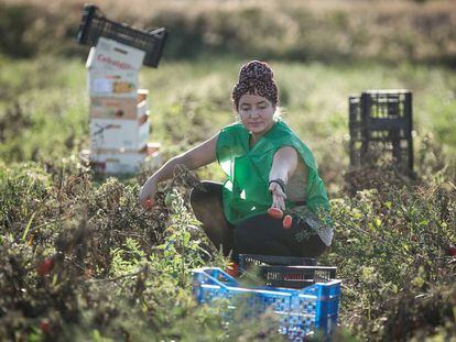 Recogida de tomates ecológicos en un campo de Viladecans.