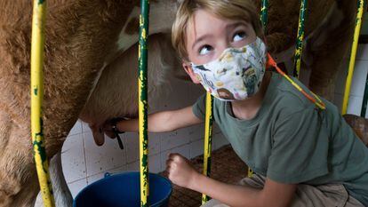Salvador Mengual, de siete años, ordeña una vaca durante su visita a la granja El Palomar en Chapinería.