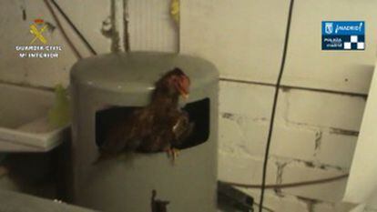 Un gallo recuperado en la redada en San Fernando de Henares
