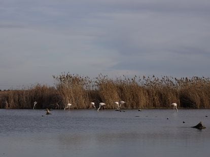 Flamencos, en la laguna de Navaseca, en el parque nacional de las Tablas de Daimiel.