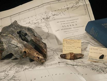 El fósil del delfín estudiado junto a un mapa del lugar dónde fue hallado.
