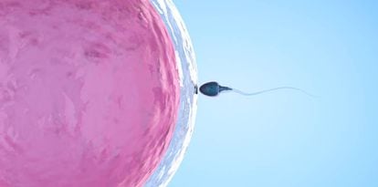 Un óvulo siendo fecundado por un espermatozoide