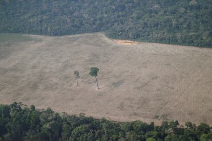 Una imagen aérea muestra un árbol solitario en una zona deforestada cerca de Porto Velho, en el Estado de Rondonia (Brasil), en agosto de 2020.
