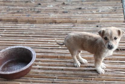 Granja de perros para consumo, en Jining.
