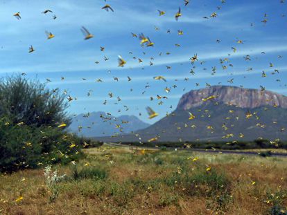 Aspecto de los campos de la región Samburu, a unos 300 kilómetros de Nairobi, la capital de Kenia.