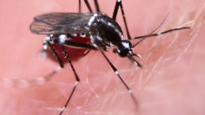 Mosquito salvaje hembra de la especie 'Aedes aegypti' chupando sangre.