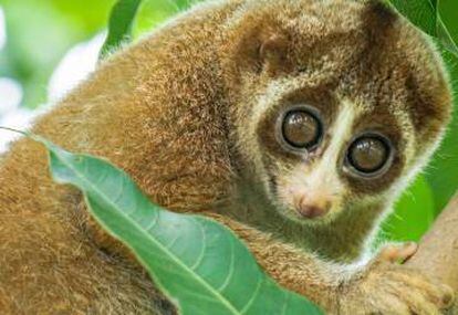 El loris lento, un primate primitivo, es un habitante de las junglas intactas del sur de Asia.