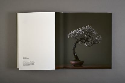 Imagen del interior del libro 'A los pinos el viento', que muestra el retrato de la colección de bonsáis de Luis Vallejo desde un acercamiento poético.