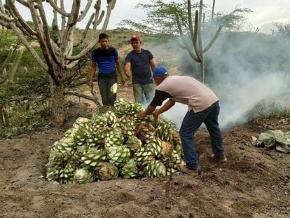 Guillermo Camacaro, productor de cocuy, acomoda agaves en Siquisique, Venezuela, el 4 de febrero 2023