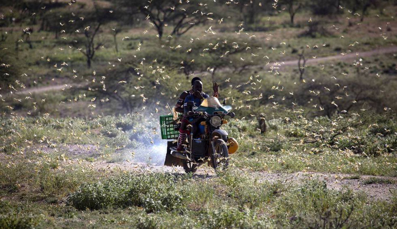 La plaga de langostas, a su paso por el noroeste de Kenia en febrero.