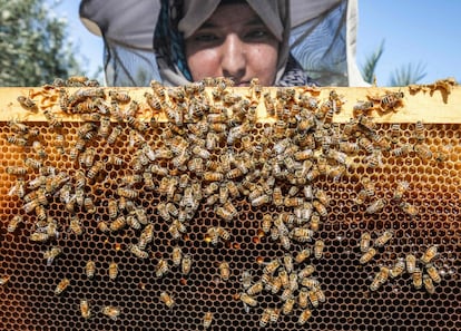 Un apicultor inspecciona el marco de una colmena de su granja de abejas, en la aldea de Khuza'a (franja de Gaza).