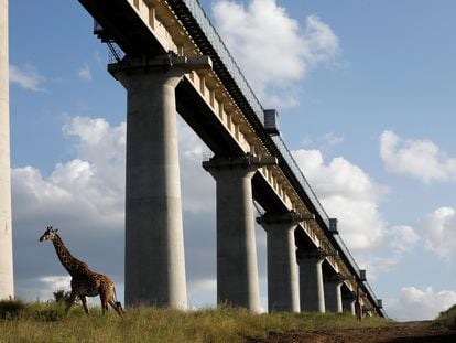 Una jirafa cruza por debajo del puente de la línea Standard Gauge Railway (SGR) a su paso por el Parque Nacional de Nairobi, Kenia.