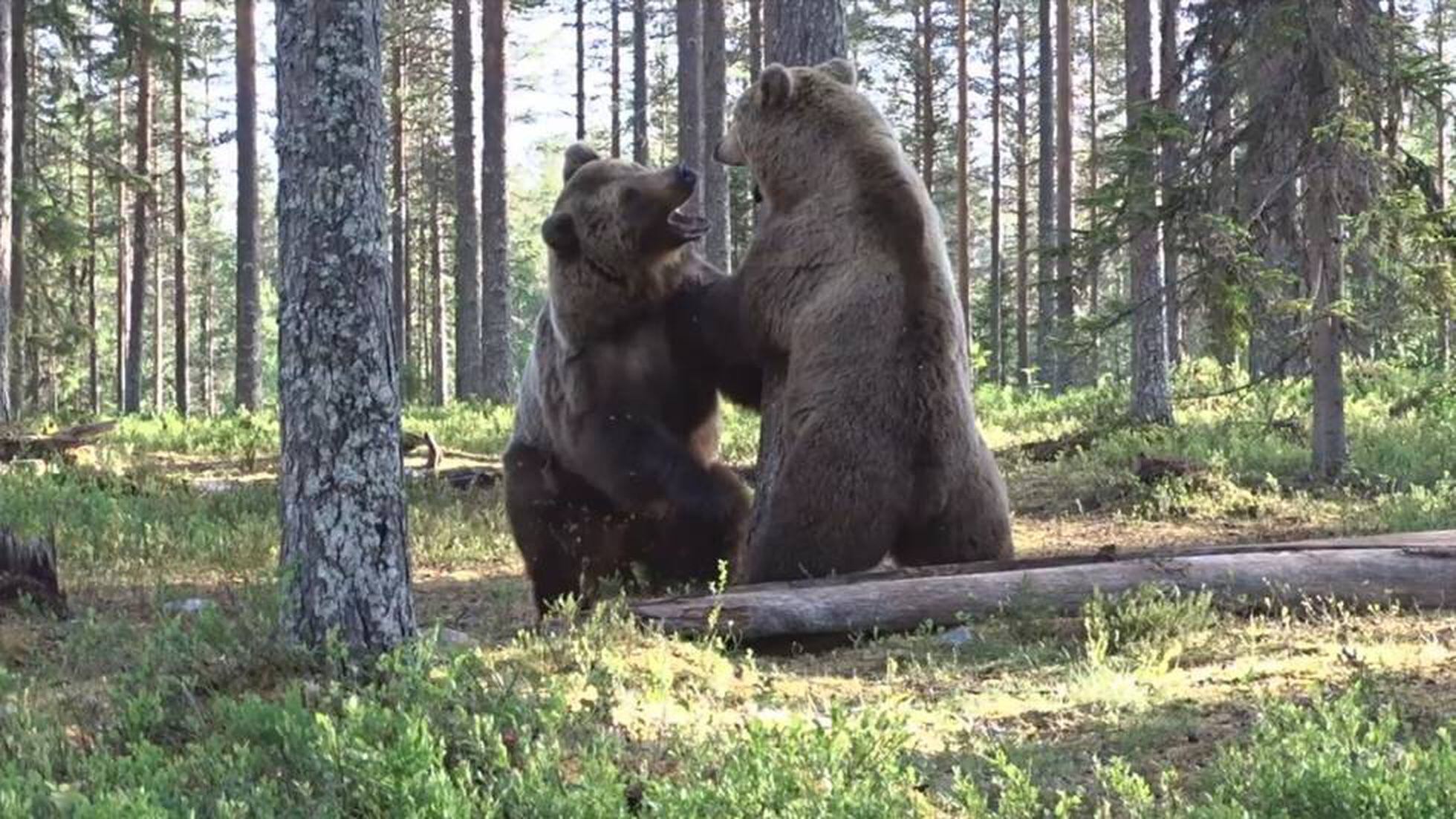 Un fotógrafo capta una pelea entre dos osos pardos en un bosque de  Finlandia | Vídeos | EL PAÍS