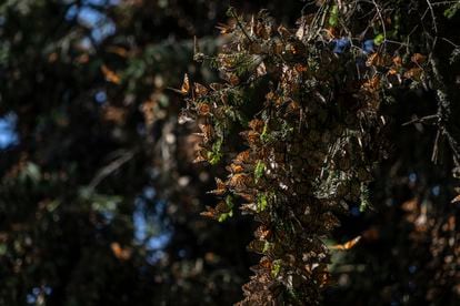 Mariposas monarca posadas sobre la rama de un oyamel en los bosques de Crescencio Morales.