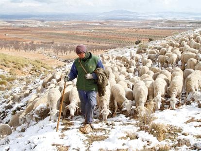 Un pastor lleva a su rebaño trashumante.