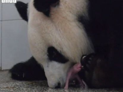 La osa panda Shuqin y su cría.