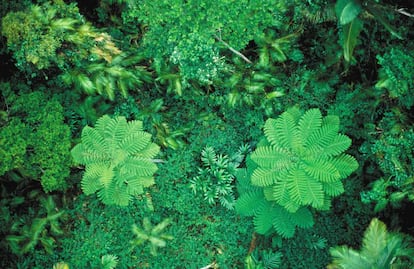 La cubierta vegetal global est&aacute; creciendo a pesar de la deforestaci&oacute;n. En la imagen, la selva de Cairns, en Australia.