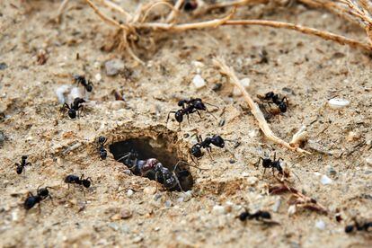 Las hormigas pueden cavar largos túneles que duran décadas en buen estado