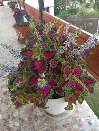 A coleus in full bloom in the Madrid mountains.