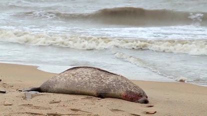 El cadaver de una foca en una playa de Daguestán, el 7 de diciembre.