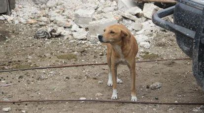 Un perro callejero en Puerto Pr&iacute;ncipe. 
