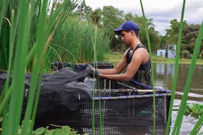 Un investigador de la Universidad Michoacana de San Nicolás Hidalgo, donde trabajan en la conservación y reintroducción de peces en riesgo en el río Teuchitlán, en Jalisco, México.