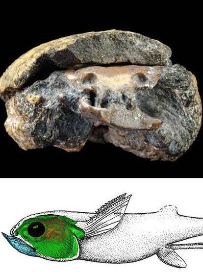 El fósil de pez de Kansas (arriba) y la reconstrucción de su cerebro dentro del cráneo.