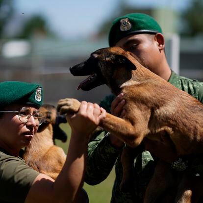 Un veterinario militar examina a un pastor belga después de una sesión de entrenamiento en San Miguel de los Jagüeyes, México, el 26 de septiembre 2023.
