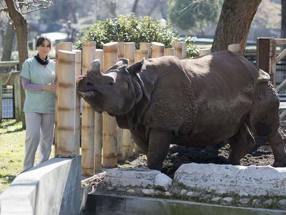 La veterinaria Eva Martínez ofrece comida a 'Batschii', hembra de rinoceronte indio, en el zoo de Madrid.