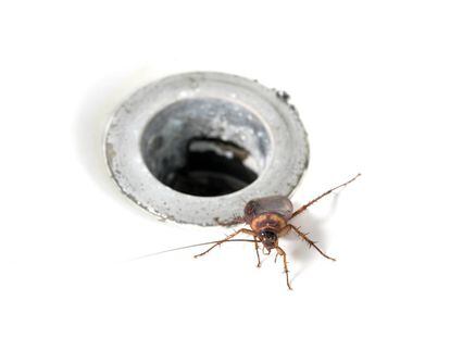 Una cucaracha marrón saliendo del orificio de un fregadero.