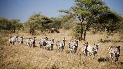 Cebras en el parque nacional del Serengueti (Tanzania).