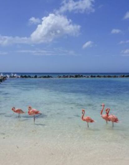 Flamencos en la isla de Aruba.