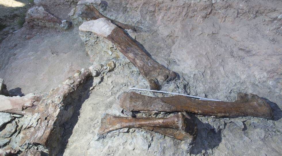 Parte de los restos de dinosaurios encontrados en Morella.