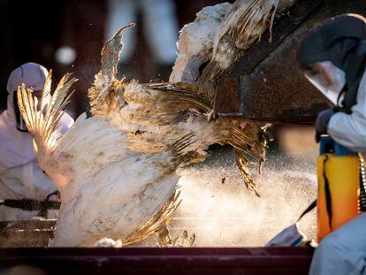 Trabajadores de  la Agencia Danesa para el Manejo de Emergencias matan y eliminan miles de pavos, tras la detección de aves infectadas con influenza aviar.