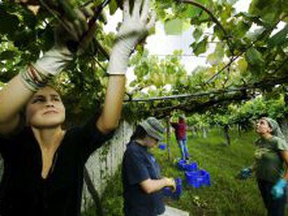 Trabajadores recogiendo uva en un vi&ntilde;edo en Galicia.