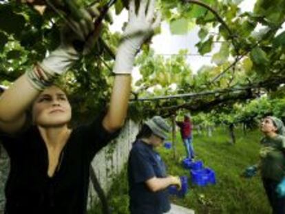 Trabajadores recogiendo uva en un vi&ntilde;edo en Galicia.