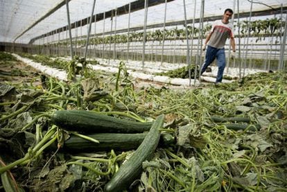 Un trabajador arranca la producción de pepinos de un invernadero en Las Norias, Almería.