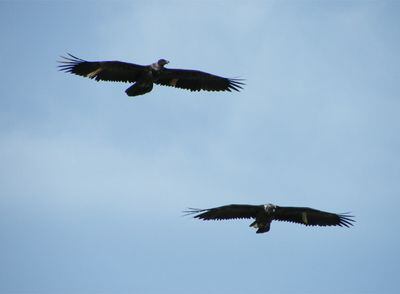 Dos quebrantahuesos vuelan sobre el parque de Cazorla.