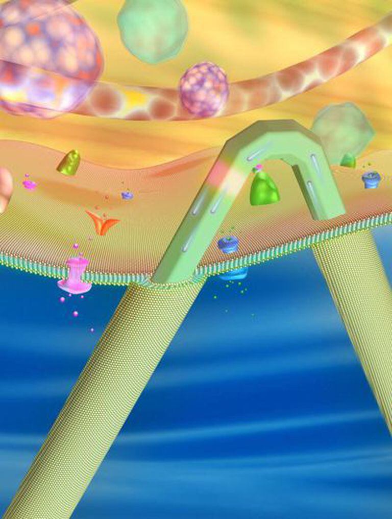 Representación a escala de un nanosensor insertado en una célula para registrar la actividad interna.