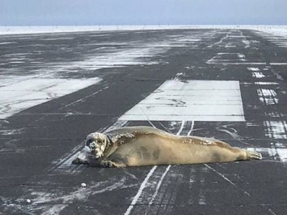 Una foca en el aeropuerto de Utiqiagvik, en Alaska, el lunes. 