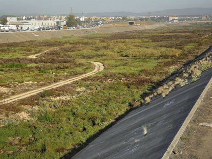 Los rebaños se encargarían de limpiar espacios como el nuevo cauce del rio Turia, donde crece la maleza.