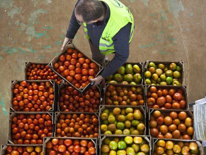 Un trabajador apila cajas de tomates.