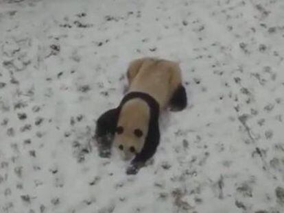 La osa tiene cuatro años y vive en el Parque de Vida Silvestre Xi an Qinling, en la provincia noroccidental de Shaanxi