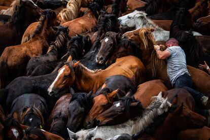 ecosistema caballos galicia