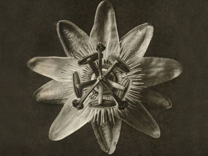 Fotografías de la serie de los años veinte 'Formas artísticas de la naturaleza', de Karl Blossfeldt.